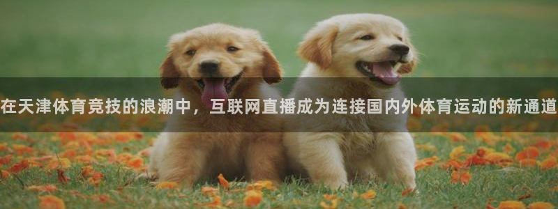 乐球吧高清直播：在天津体育竞技的浪潮中，互联网直播成为连接国内外体育运动的新通道