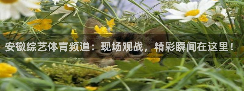 山猫乐球足球直播：安徽综艺体育频道：现场观战，精彩瞬间在这里！